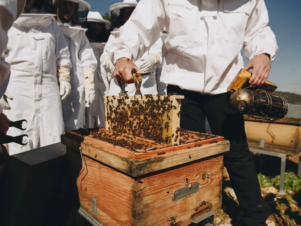 2 Bees