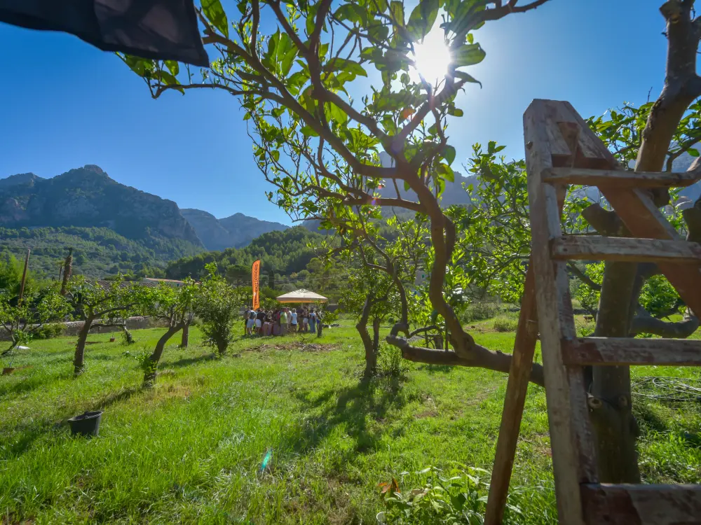 Orangenfarm Mallorca