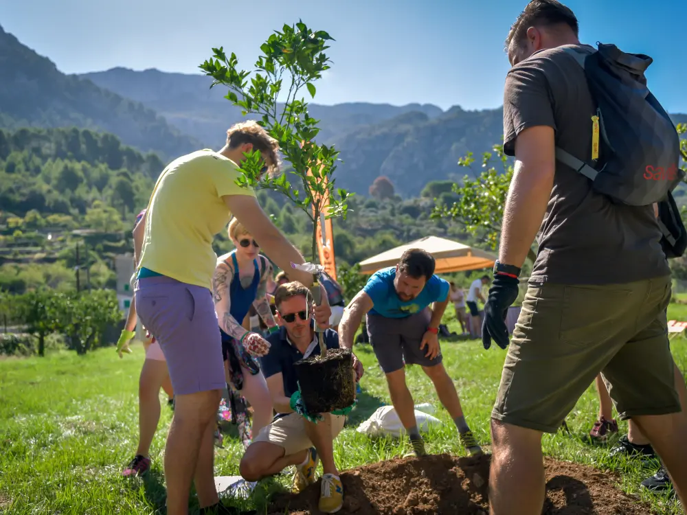 Baum pflanzen Mallorca