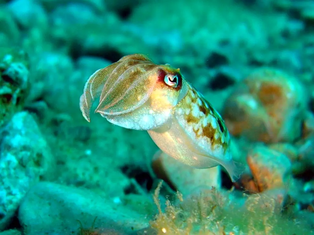 Diving Colourful