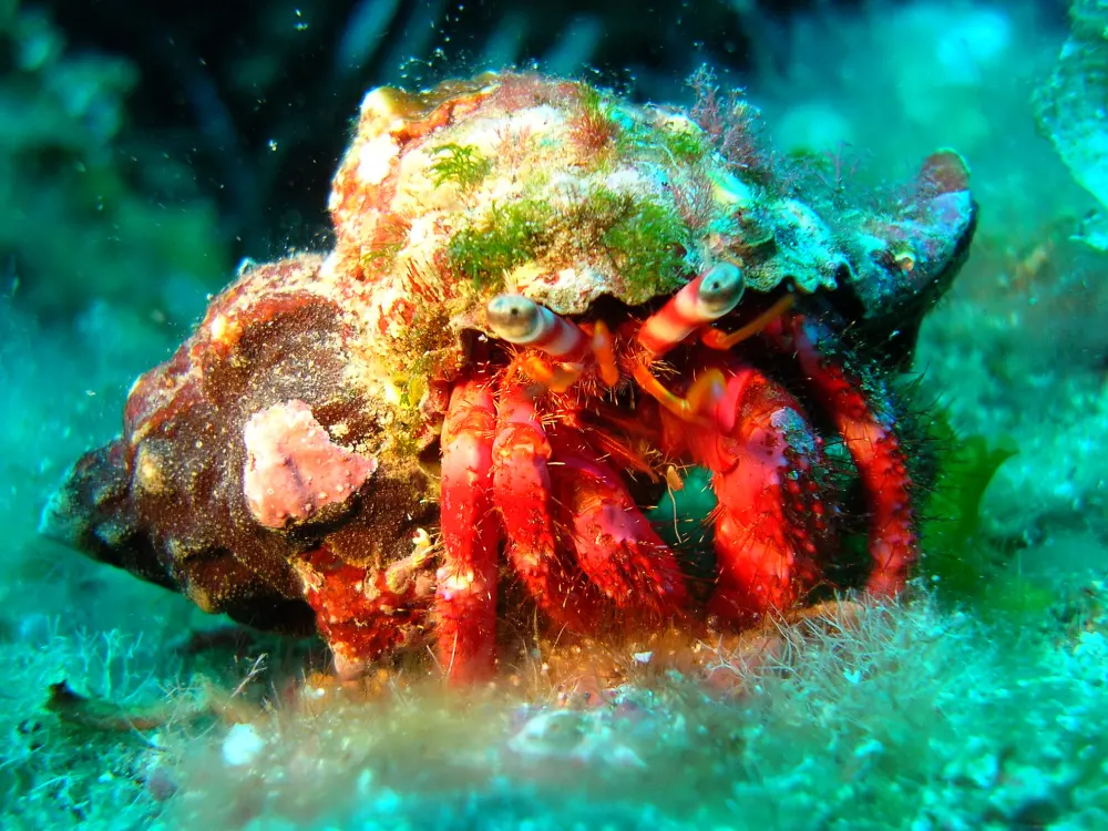 Diving Underwaterworld