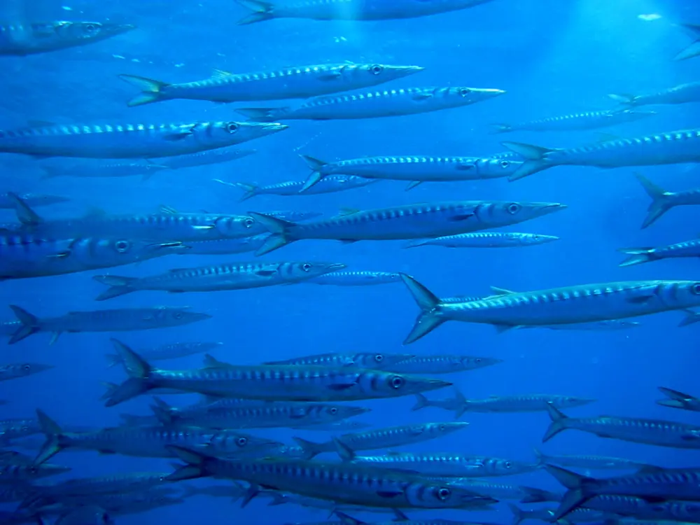 Diving Balearic Islands