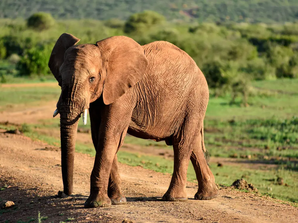 Elephant2
