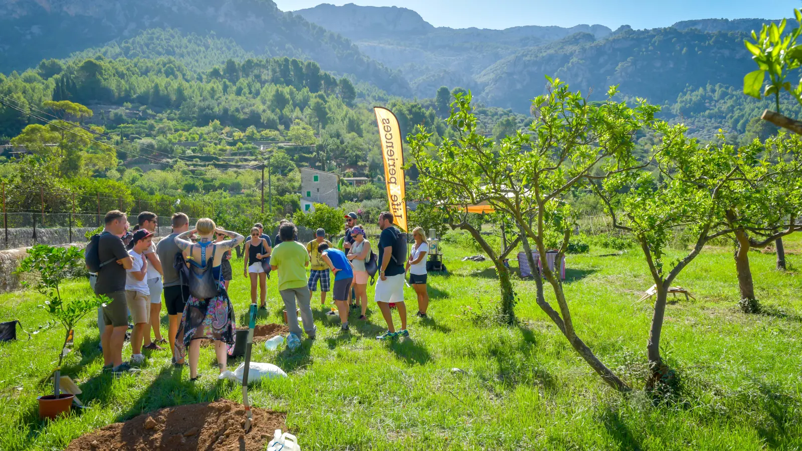 DMC Mallorca plantar arboles