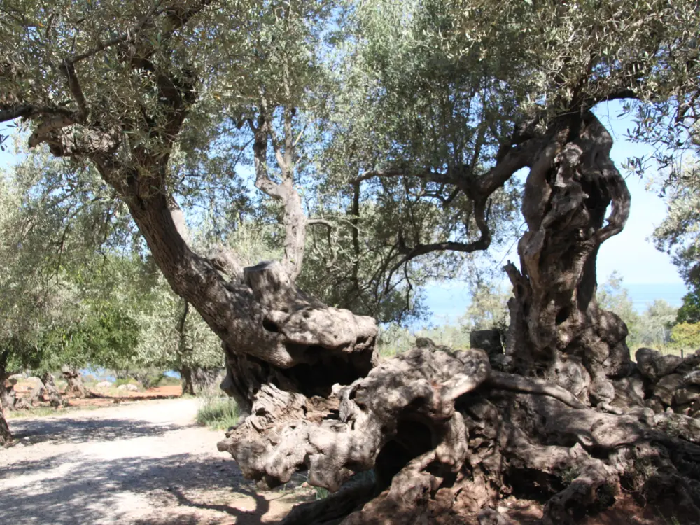 Olivenbaum auf Mallorca