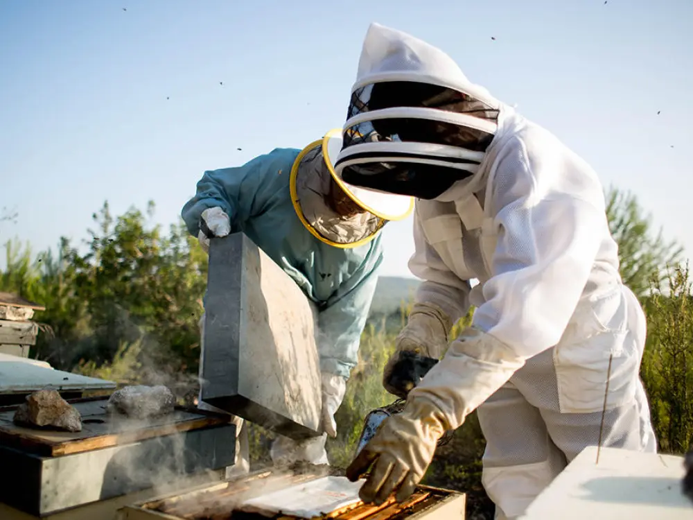 Beekeeper Ibiza
