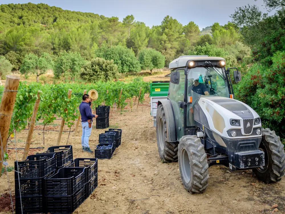 Mallorca Weinernte