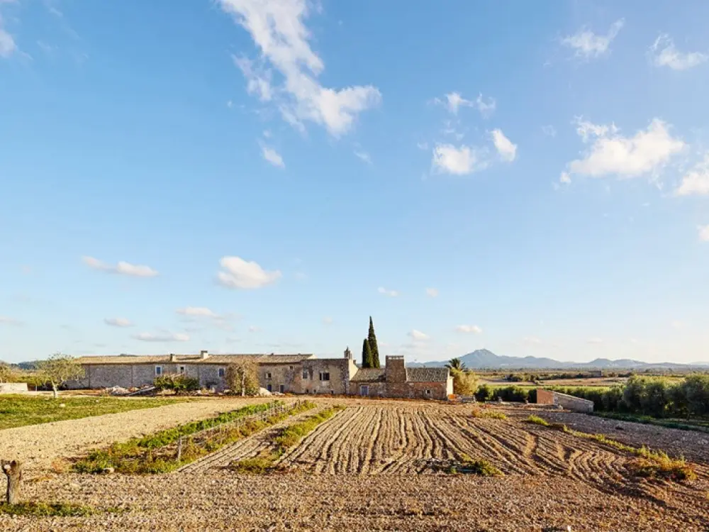 Finca de aceite de oliva