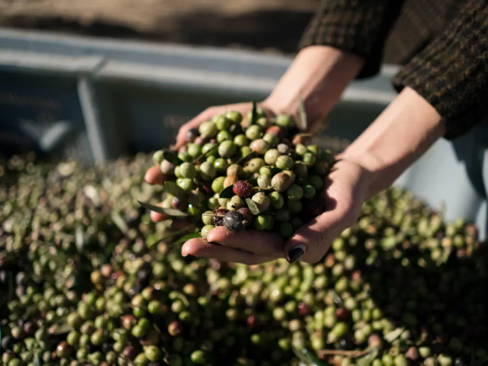 Elaboración de aceite de oliva para grupos
