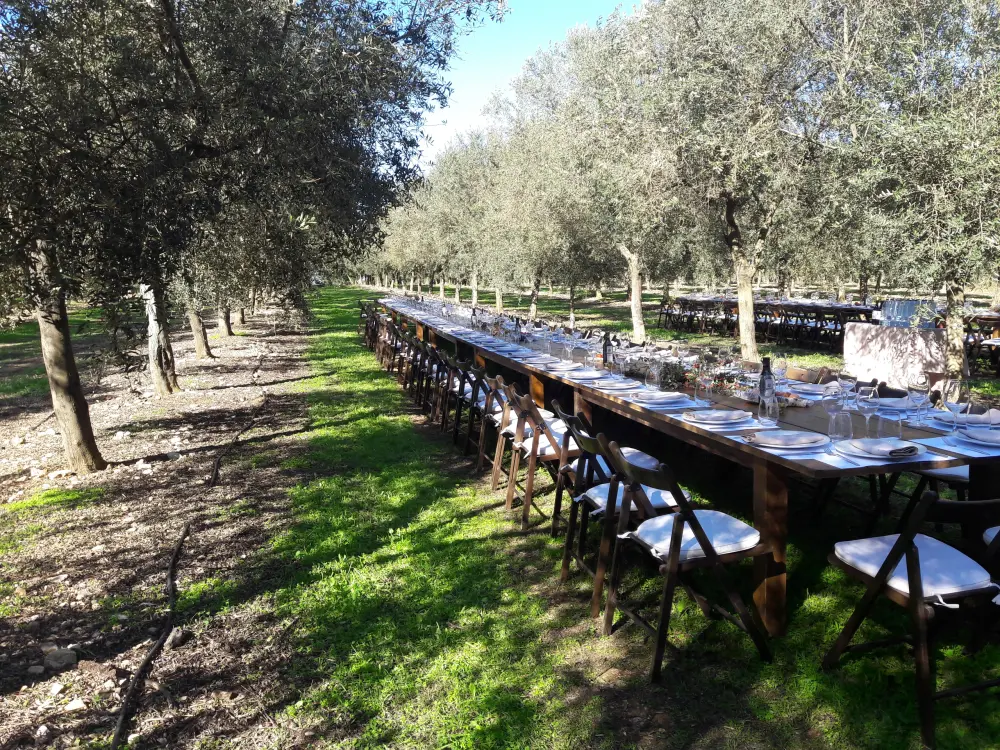 Cata de aceite de oliva Mallorca