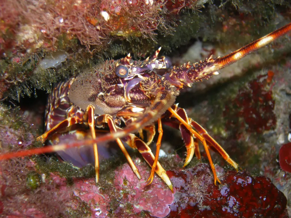 Diving Ocean Animals
