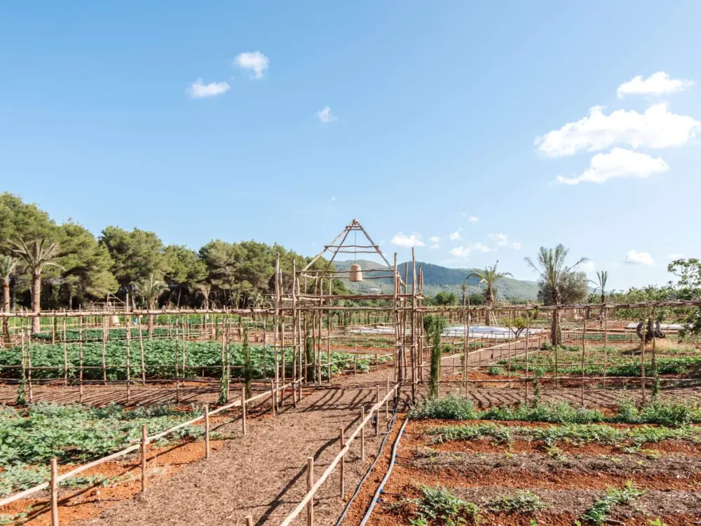 Vegetable garden