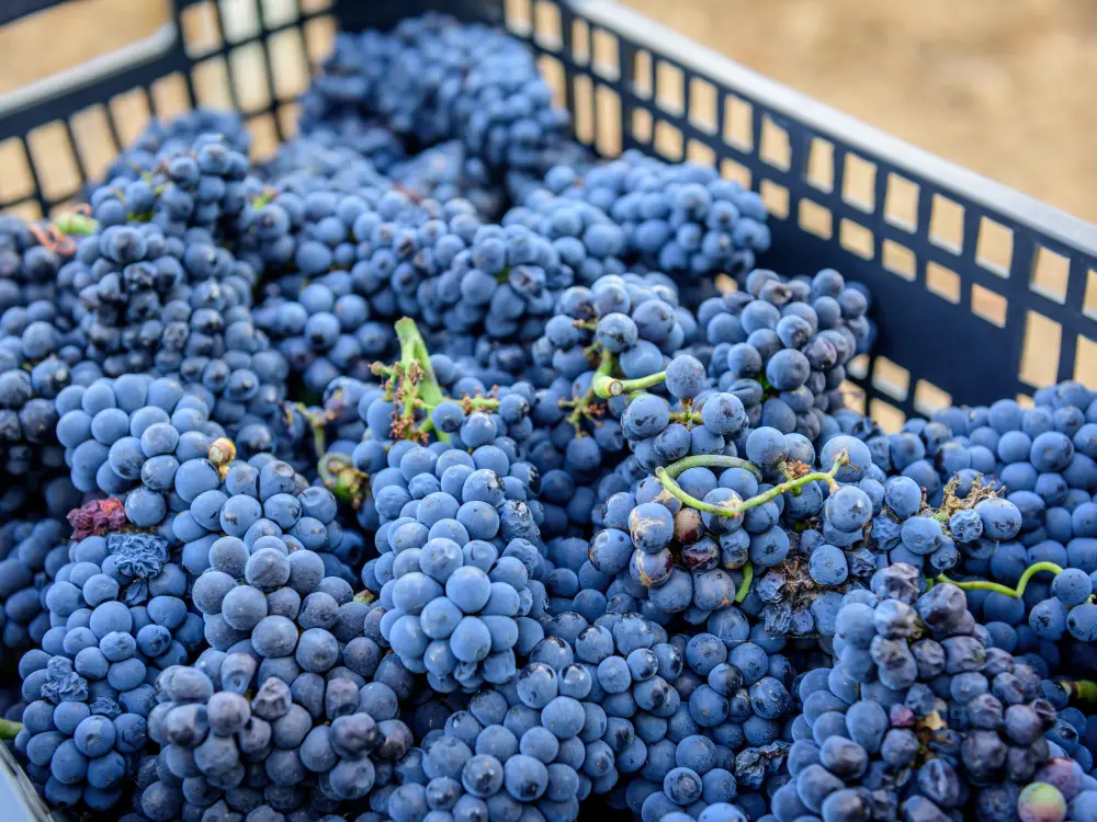 Weinernte Mallorca incentive