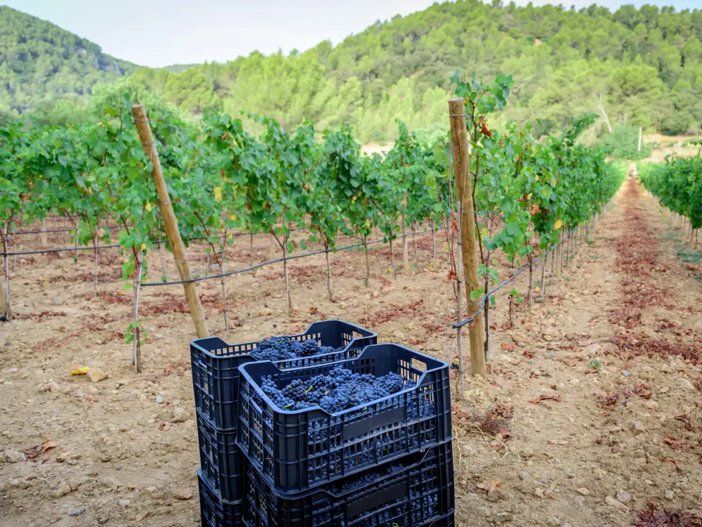 Weinernte Mallorca