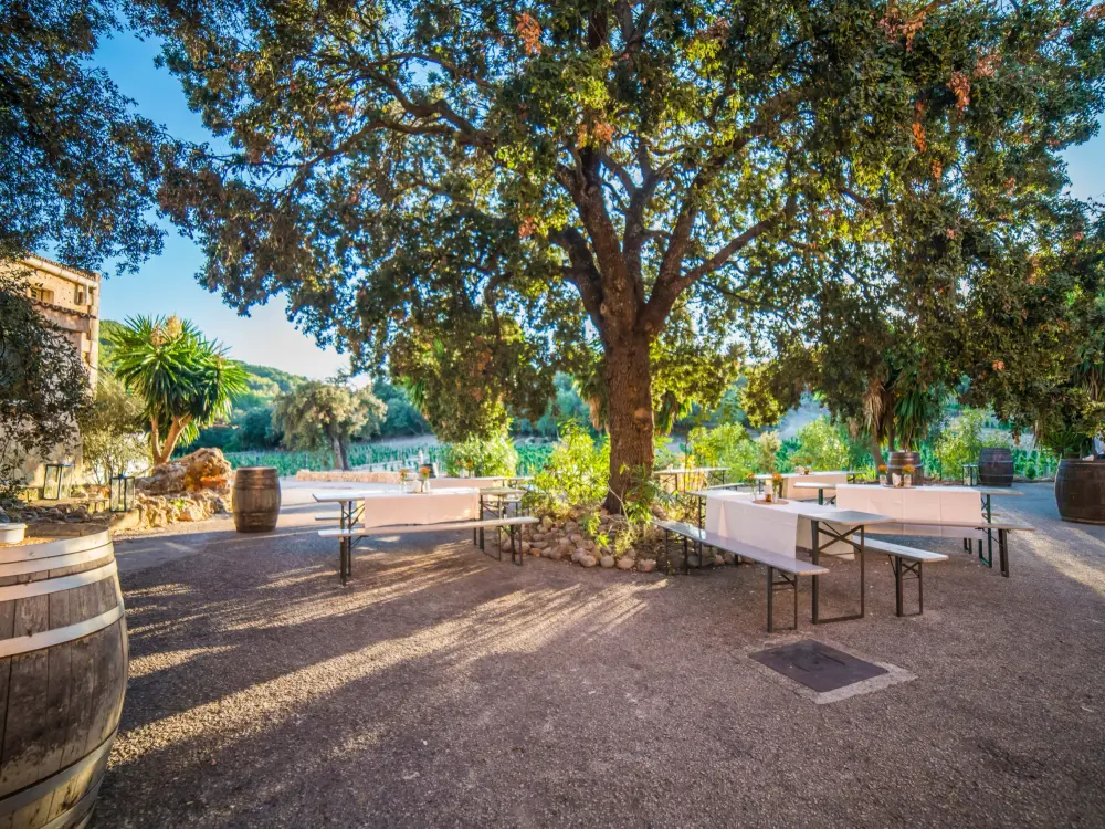 Wine Tasting Experience