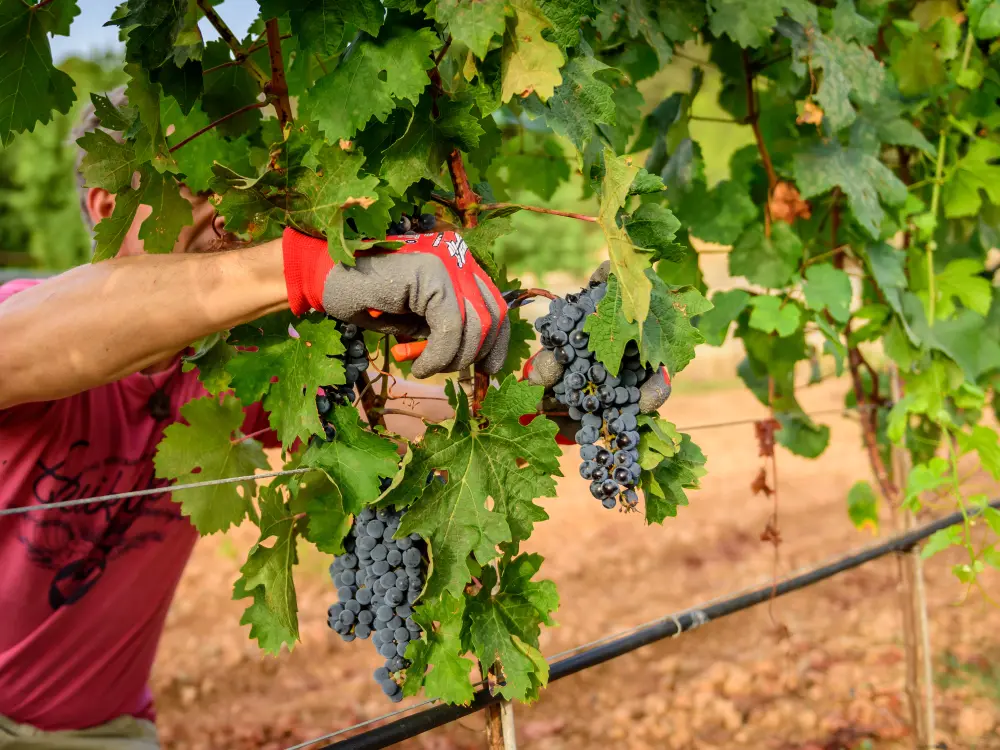 Wine incentive