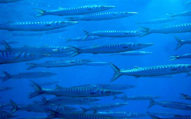 Tauchen Balearische Inseln
