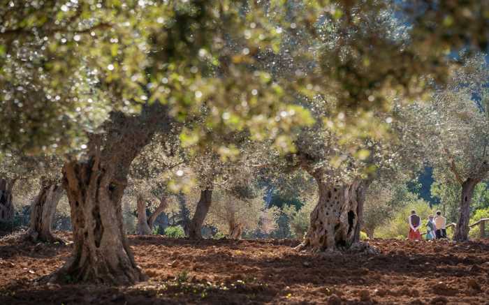 Artisan products Mallorca