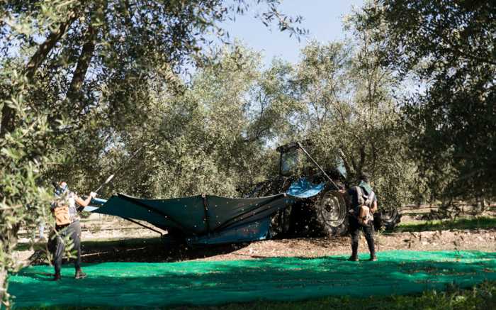Olive Harvest Mallorca