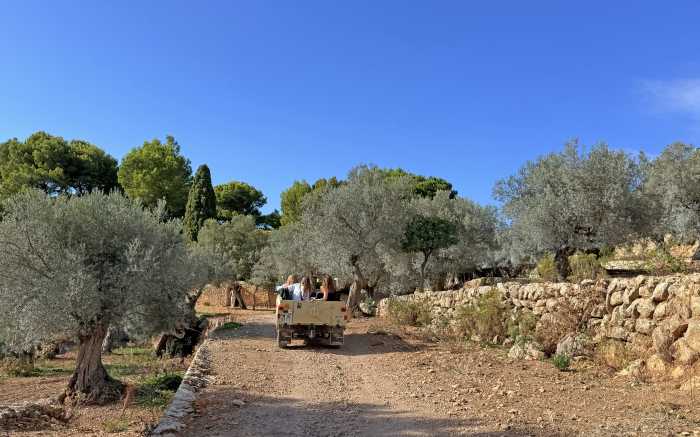 AuthenticMallorca LifeXperiences 6