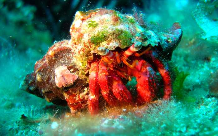 Diving Underwaterworld