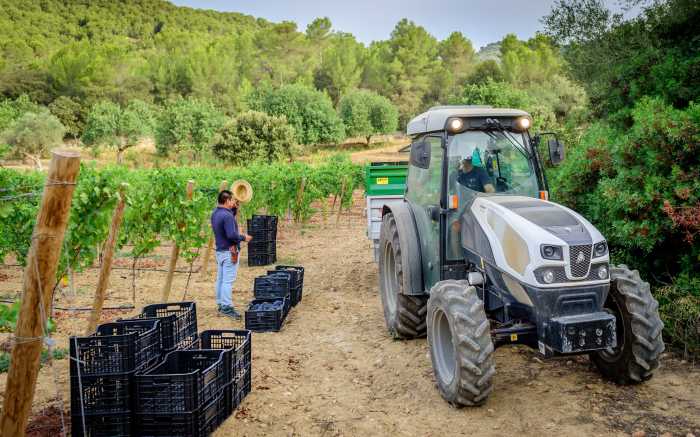 Mallorca Weinernte