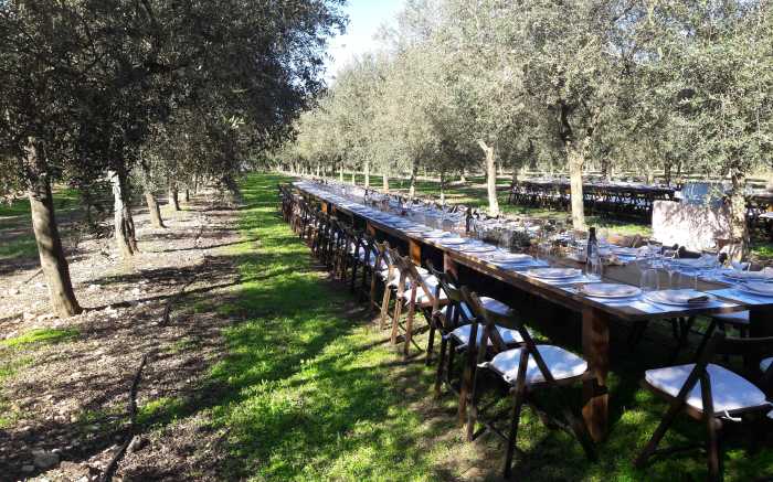 olive oil tasting Mallorca