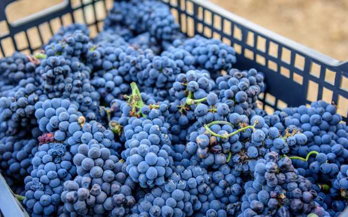 Weinernte Mallorca incentive