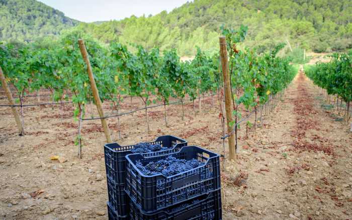 Weinernte Mallorca