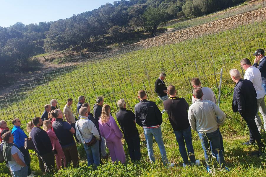 Wine Tour Bodega Visit Wine Tasting Mallorca
