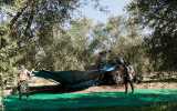 Olive Harvest Mallorca