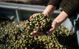 Olive oil production for groups