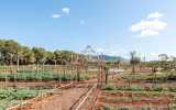 Vegetable garden