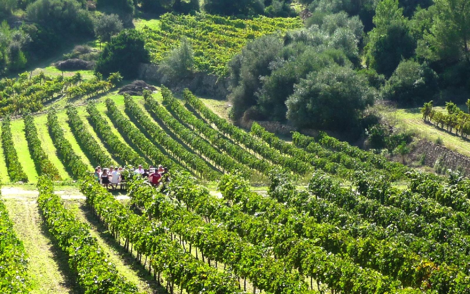 Weinprobe Reben