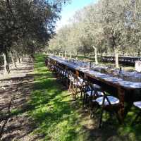 Olivenol Verkostung Mallorca