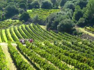 Weinprobe Reben
