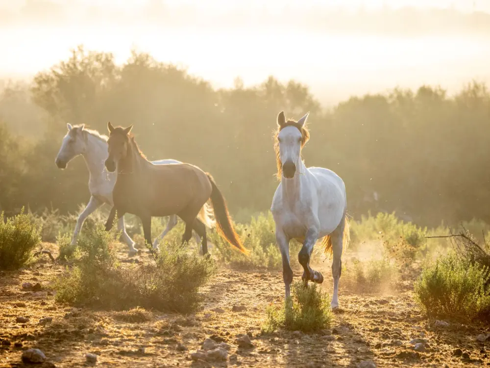 Riding with a Guide