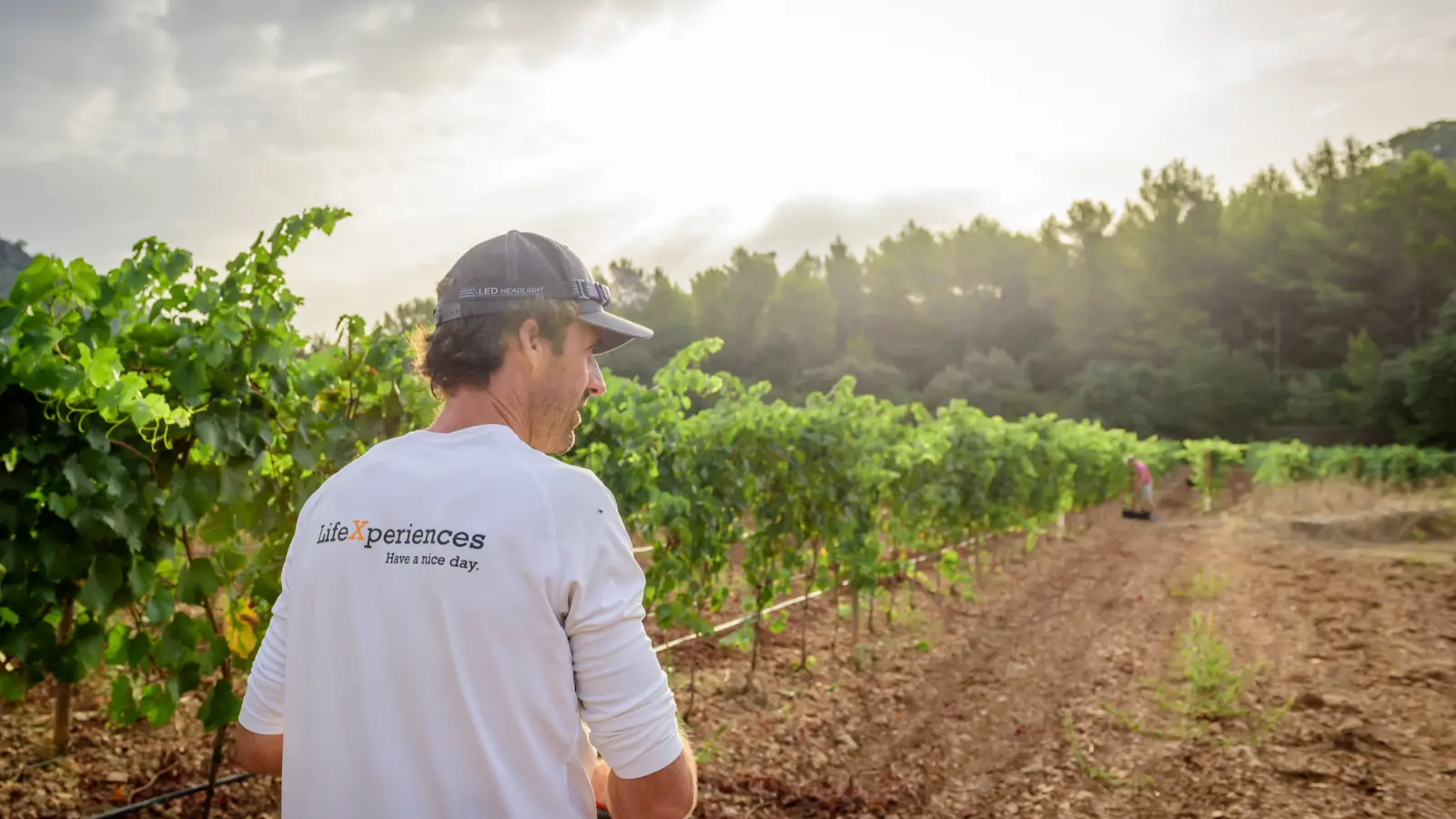 Grape harvesting as an incentive